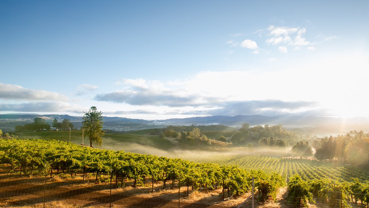 🍇🌞If you want a laid-back introduction to stellar vintages and gorgeous properties, try Sonoma County, Nothern California. Sonoma is known for bucolic charms and array of wineries. It could be described as Napa's rustic, less-refined &amp; more relaxed sister.🍷😎
#TravelTuesday