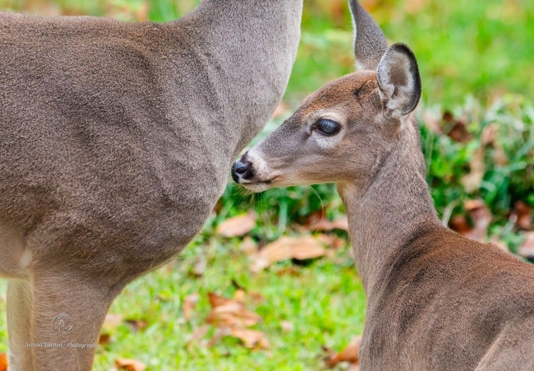 Serena Vachon - Photography tweet media