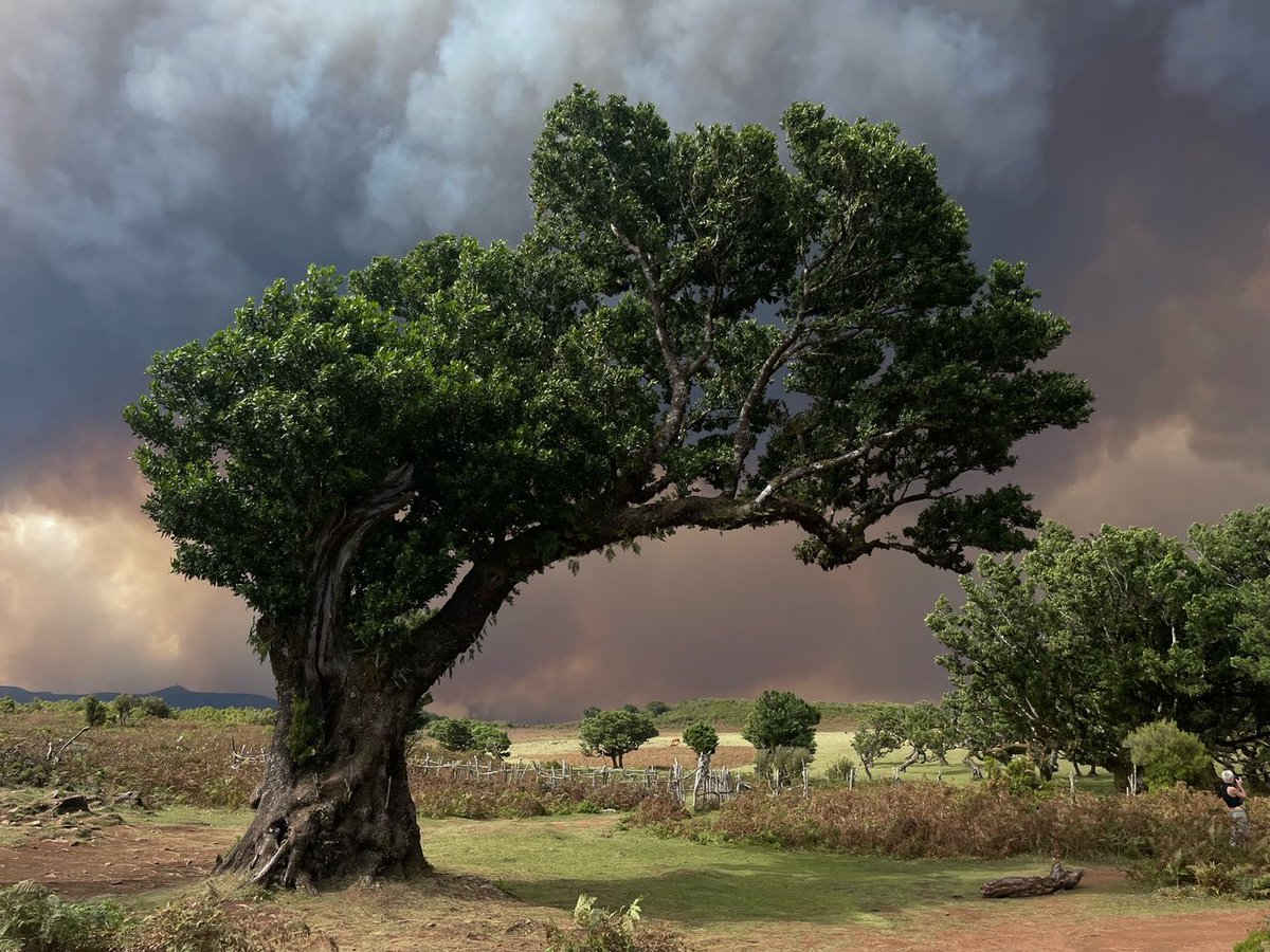 onomergen's tweet photo. The forest fires aggravated by an invasive eucalyptus population are endangering the UNESCO world heritage, one of a kind laurel forest in Madeira. 
500 year-old trees in flames is probably one of the most heart-wrenching things to see .
First image shot from Pico do Ariero https://t.co/VrO99sK2uF