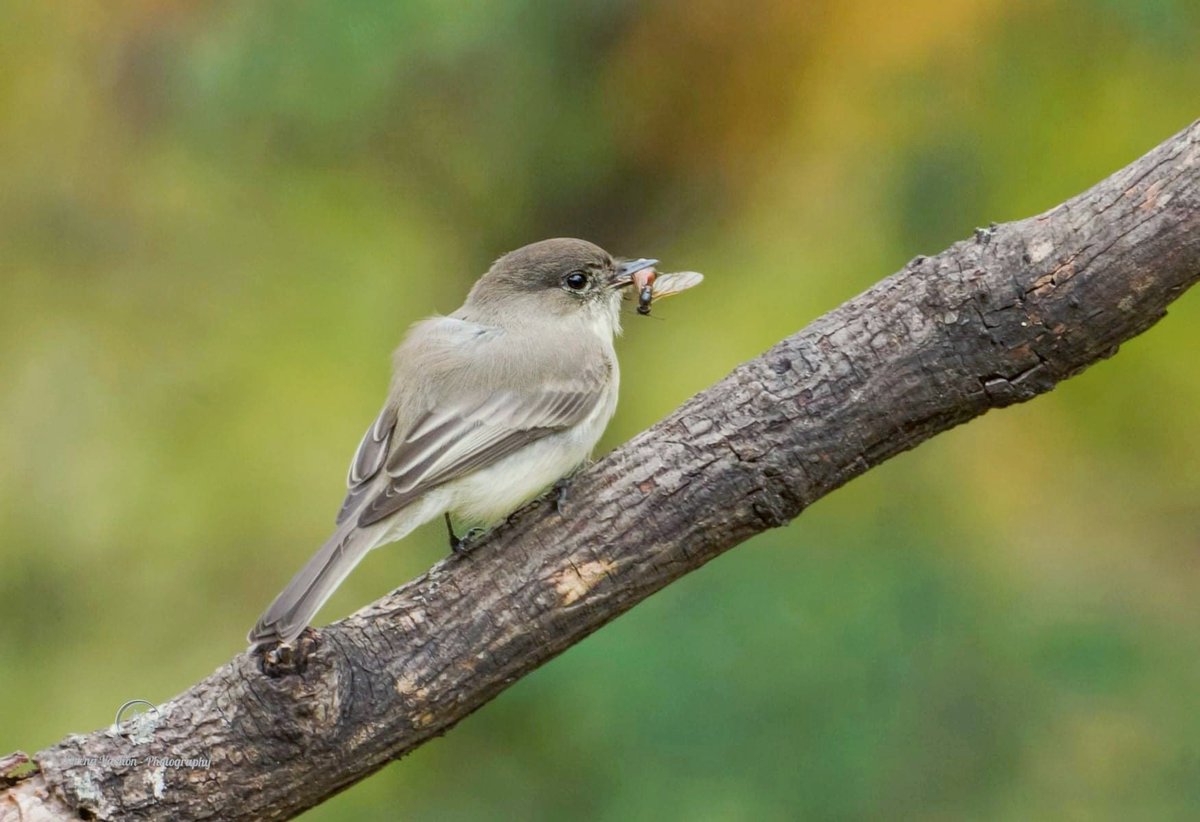 Serena Vachon - Photography tweet media