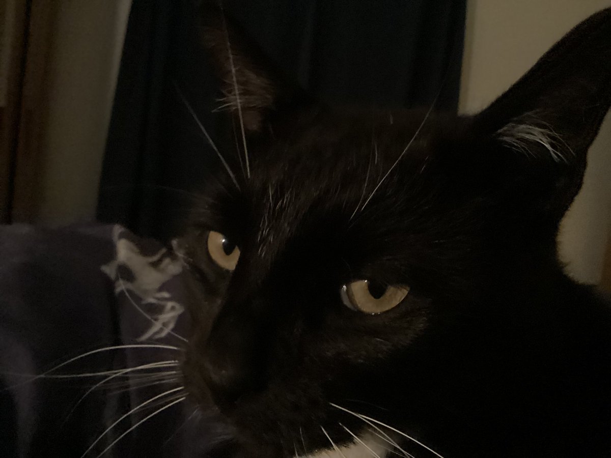 lorrylegolady's tweet photo. @supersonic_1989 he’s keeping me company doing your job !!! #therapycat #catmum https://t.co/YhXyzEKBgX