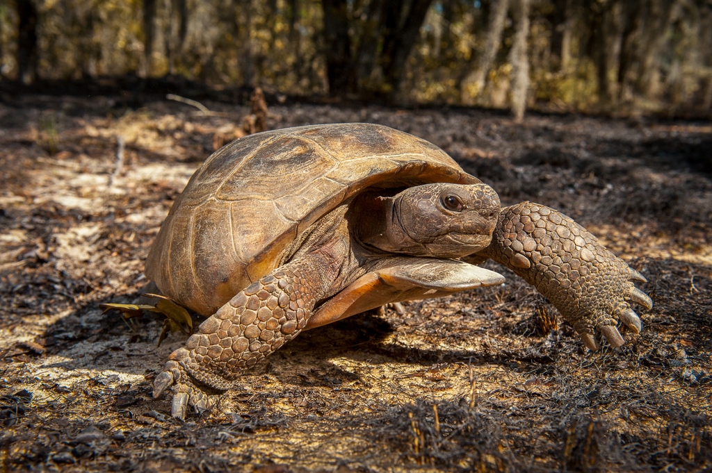 The Orianne Society tweet media