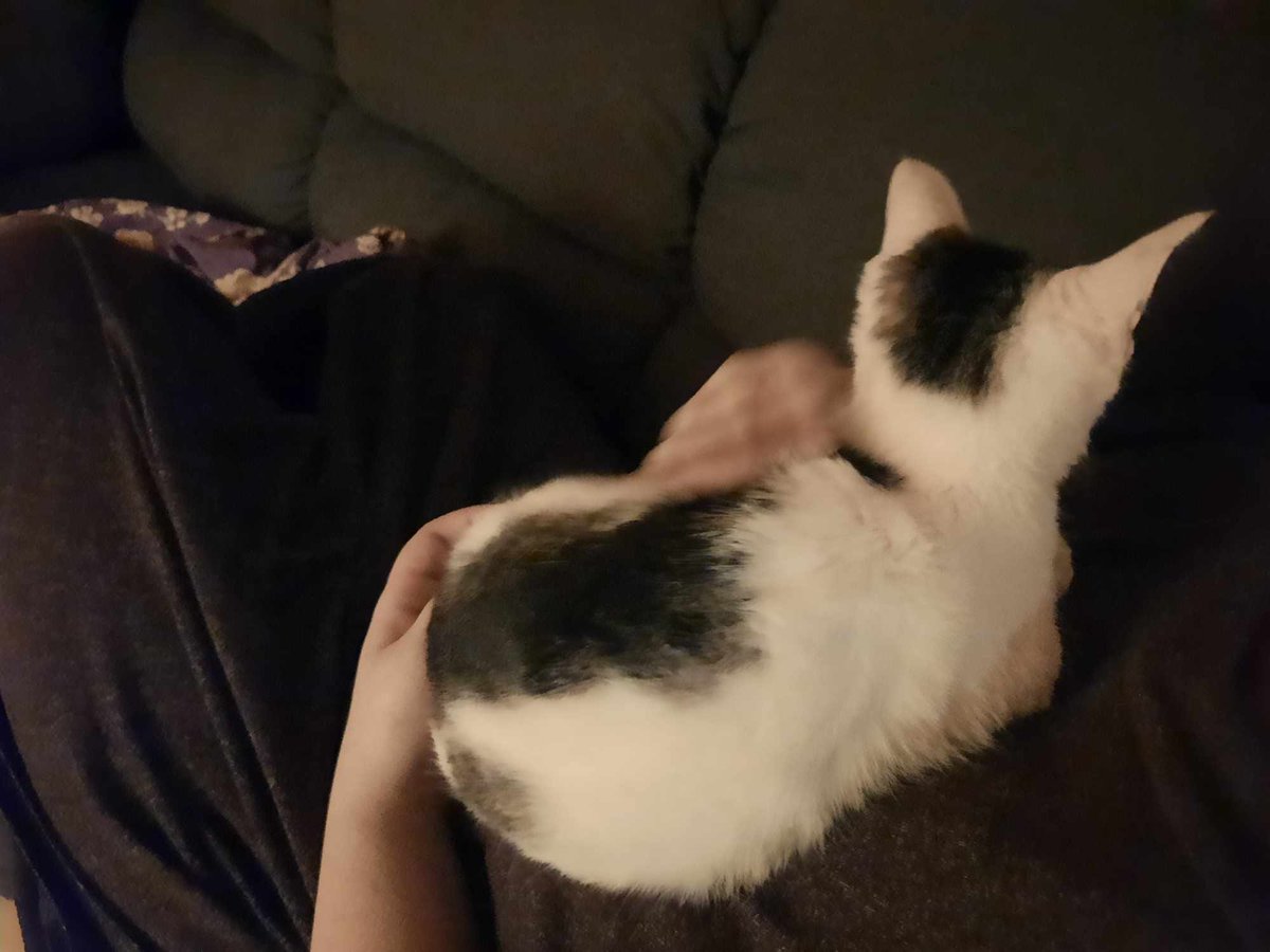 Hey. I need your help. One of our kittens, Chaplin, isn't doing too hot at the minute. He barely has any energy, he's pretty weak and sleeps a lot more than he should. My dad literally found him asleep in our garage earlier and we don't know how long he was there. +