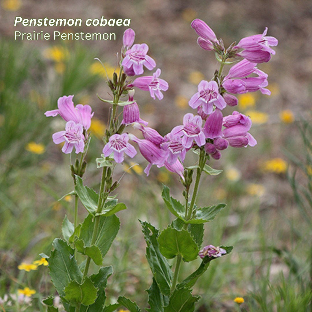 By planting pollinator-friendly gardens and preserving natural habitats, we can create safe havens for these vital creatures.  Today we highlight species for #pollinatorgardens #texasnativeplantweek