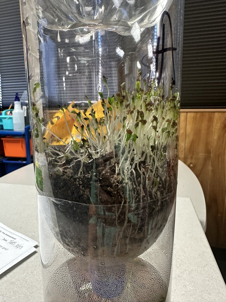 Ms. Mican tweet media