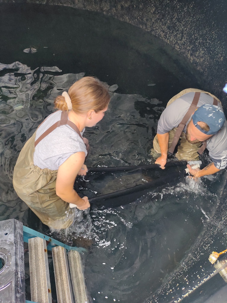 Let's check in on our California halibut! 1st we lower the water and carefully guide the fish into a sling. Next, we identify fish from their tag &amp; measure length &amp; weight to assess growth over the year. Finally, our veterinarian assesses the fish for any health issues.