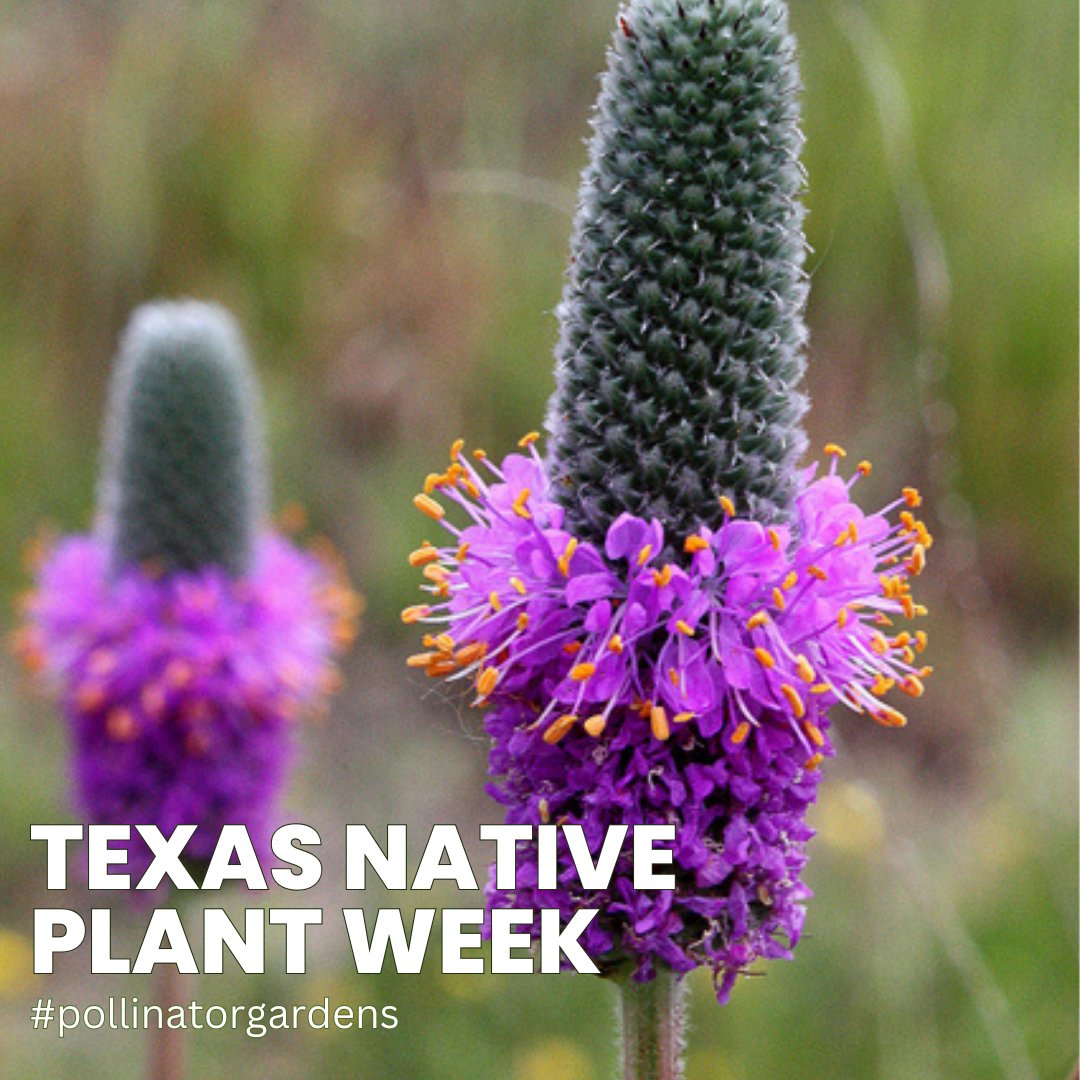 Texas_ASLA's tweet photo. Texas boasts an impressive array of pollinator plants, contributing to the rich biodiversity of our state. These plants provide critical sustenance to pollinators, aiding in their survival and promoting the reproduction of numerous plant species. https://t.co/Z6u836qnQr