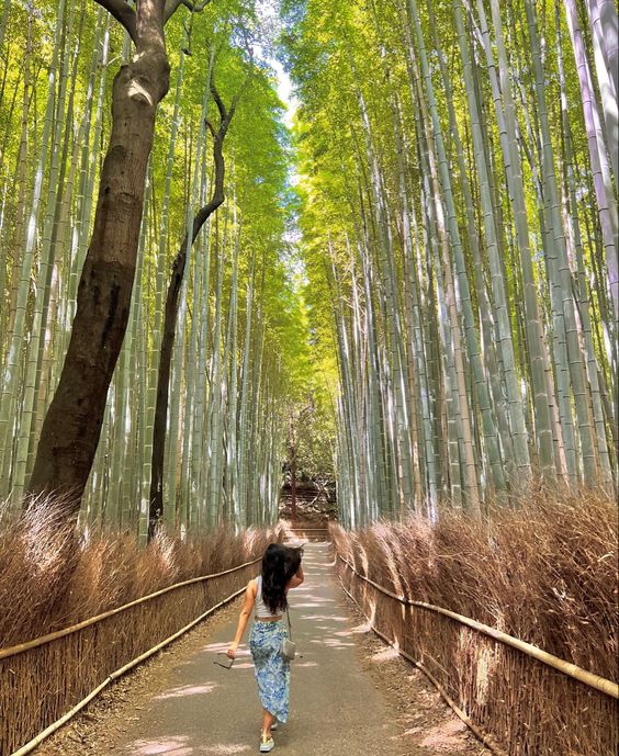 amyevin_sp_eth's tweet photo. Bamboo forest is where my strength lies.

竹の森は私の力の源です。 https://t.co/7eIRnGFevw
