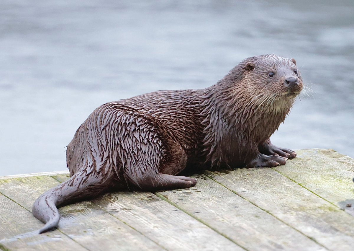 Een otter in noorwegen, het was knap bewolkt en begon donker te worden dan is het fijn om een camera te hebben die zonder probleem iso 12.800 aankan zonder veel in kwaliteit te verliezen (verder onbewerkte foto)