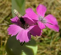 svhulse's tweet photo. Our new paper on host-pathogen coevolution and spillover (as seen at EEID and Evolution) just came out in evolution letters! 1/

https://t.co/QFGYkqD07C https://t.co/xnlsBVkc3R