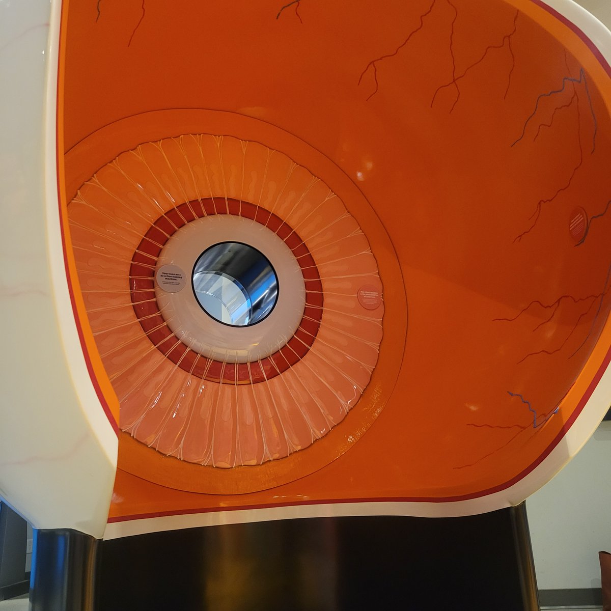 3DServicesInc's tweet photo. There's a 7-foot-tall, walk-in eyeball waiting for you @scienceworldca this month!

This #detailed and #interactive eyeball is part of the Superpower of Sight exhibit, built by our talented 3DS team.

#childrensvisionmonth #scienceexhibit #exhibit #exhibitbuilders #custombuilders https://t.co/croEXY0YrL