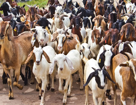 p_dusabimana's tweet photo. 8-must know tips for a successful goat 🐐 venture!

Follow along, and drop in the comments anything that needs further guidance.

Please share this to support my work🙏

#Thread 👇👇👇 https://t.co/RakD7Yp7aU