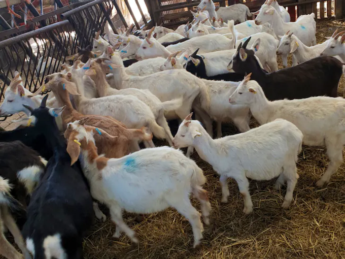 p_dusabimana's tweet photo. 8-must know tips for a successful goat 🐐 venture!

Follow along, and drop in the comments anything that needs further guidance.

Please share this to support my work🙏

#Thread 👇👇👇 https://t.co/RakD7Yp7aU