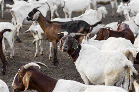 p_dusabimana's tweet photo. 8-must know tips for a successful goat 🐐 venture!

Follow along, and drop in the comments anything that needs further guidance.

Please share this to support my work🙏

#Thread 👇👇👇 https://t.co/RakD7Yp7aU