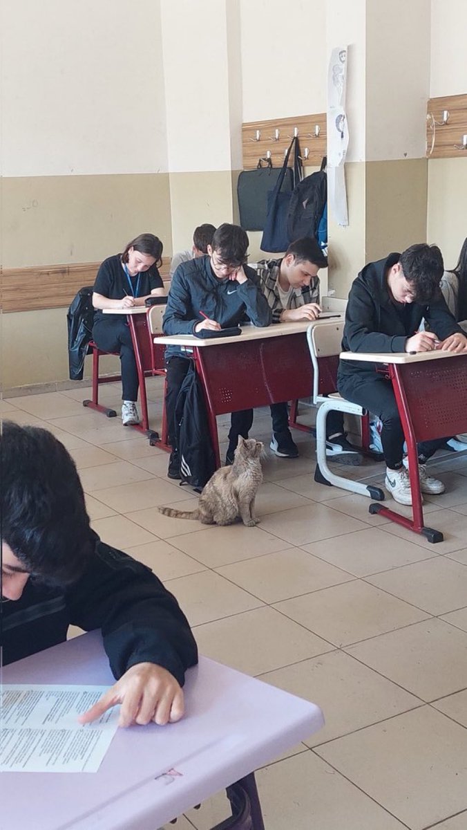 positivityofx's tweet photo. Exammm meowniter https://t.co/JAg9ZdVWYy