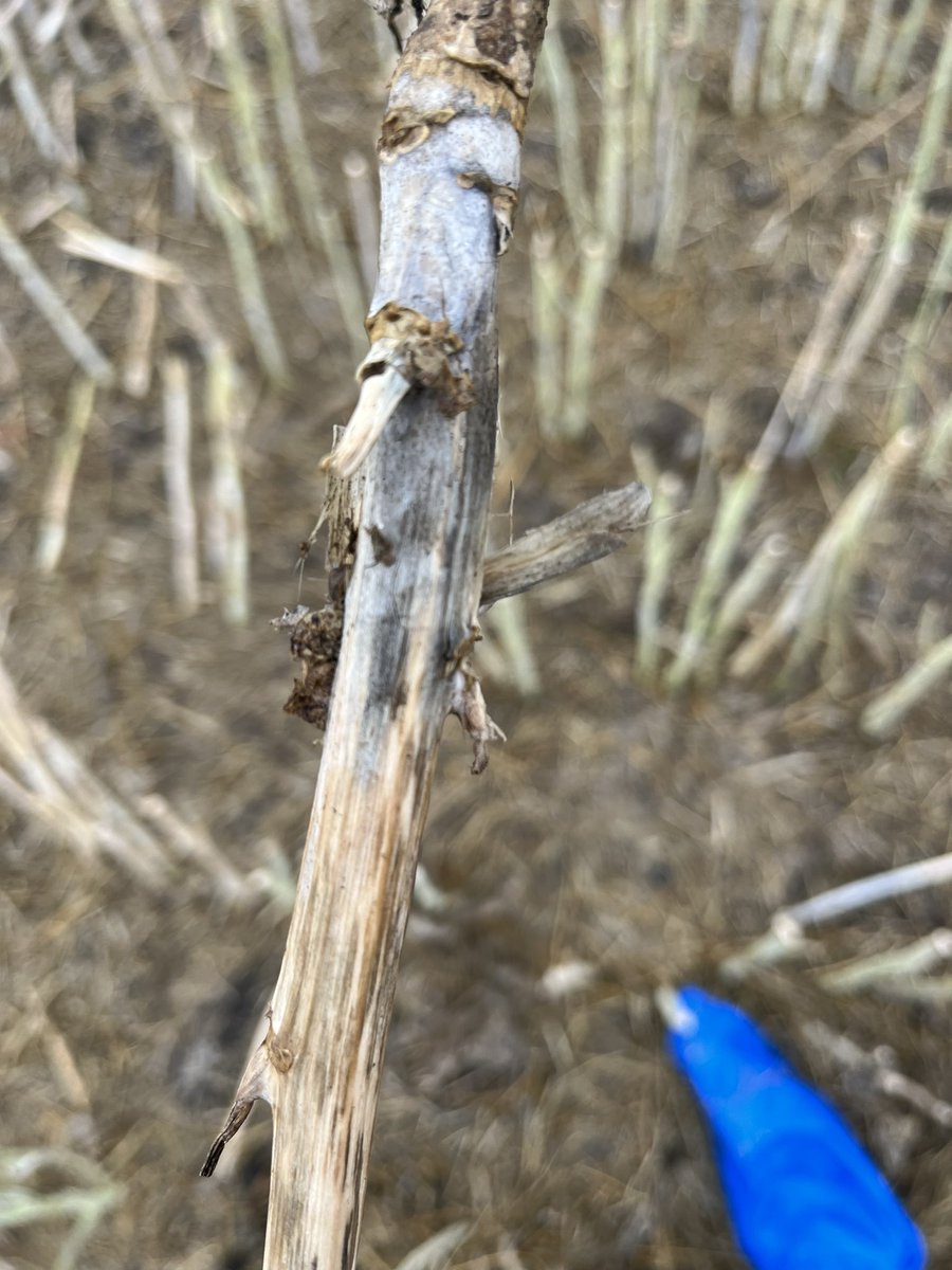 Karter Kattler tweet media