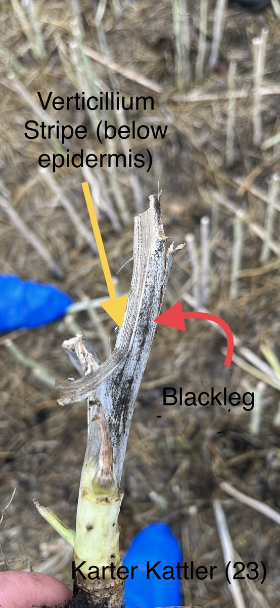 Karter Kattler tweet media