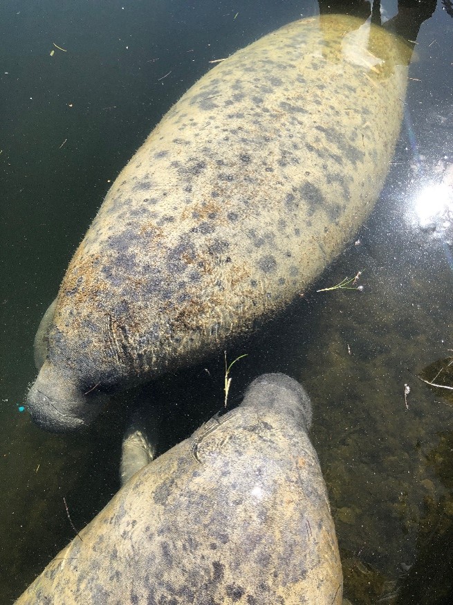 GHSMarineBio's tweet photo. Interested in going on the Marine Biology trip during spring break?  Attend an informational meeting tomorrow 10/18 at 7:45 am in 3225. https://t.co/4HjVJ6m4Fd