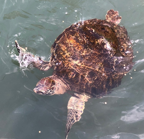 Interested in going on the Marine Biology trip during spring break?  Attend an informational meeting tomorrow 10/18 at 7:45 am in 3225.