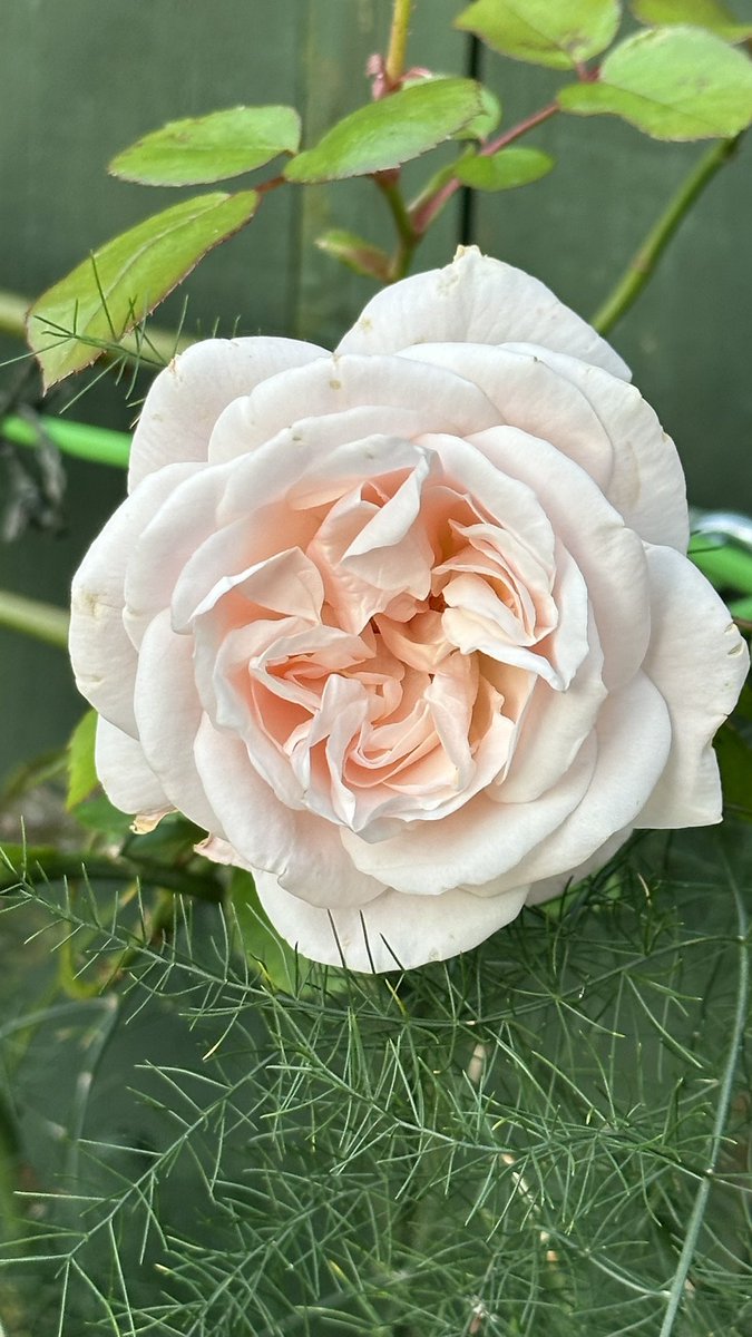 I really miss my best friend, especially at this time of year, but Penne’s “Penny Lane” memorial rose reminds me of our friendship every year.  I just wish Alice and Penne were here to see it.