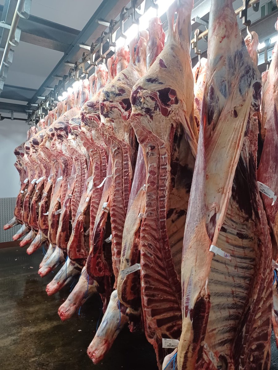 Spot the difference #stoddartassured #bestinbeef #aberdeenangus #sidesofbeef #scotchbeefpgi #selected #specifications #provenance #scotcbeef #thebutchersclub #quality #peasinapod #consistency #supplychain