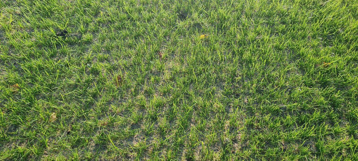 PaceBarry's tweet photo. 6th Green Collar and Run Off thickening out nicely.... can't beat a bit of #JDBunkerBike #Dimple around features... 
@MJAbbottLtd 
@GEOTurfConsult 
@RTJ2GolfDesign 
@earth2turf https://t.co/WaQBLkECFh
