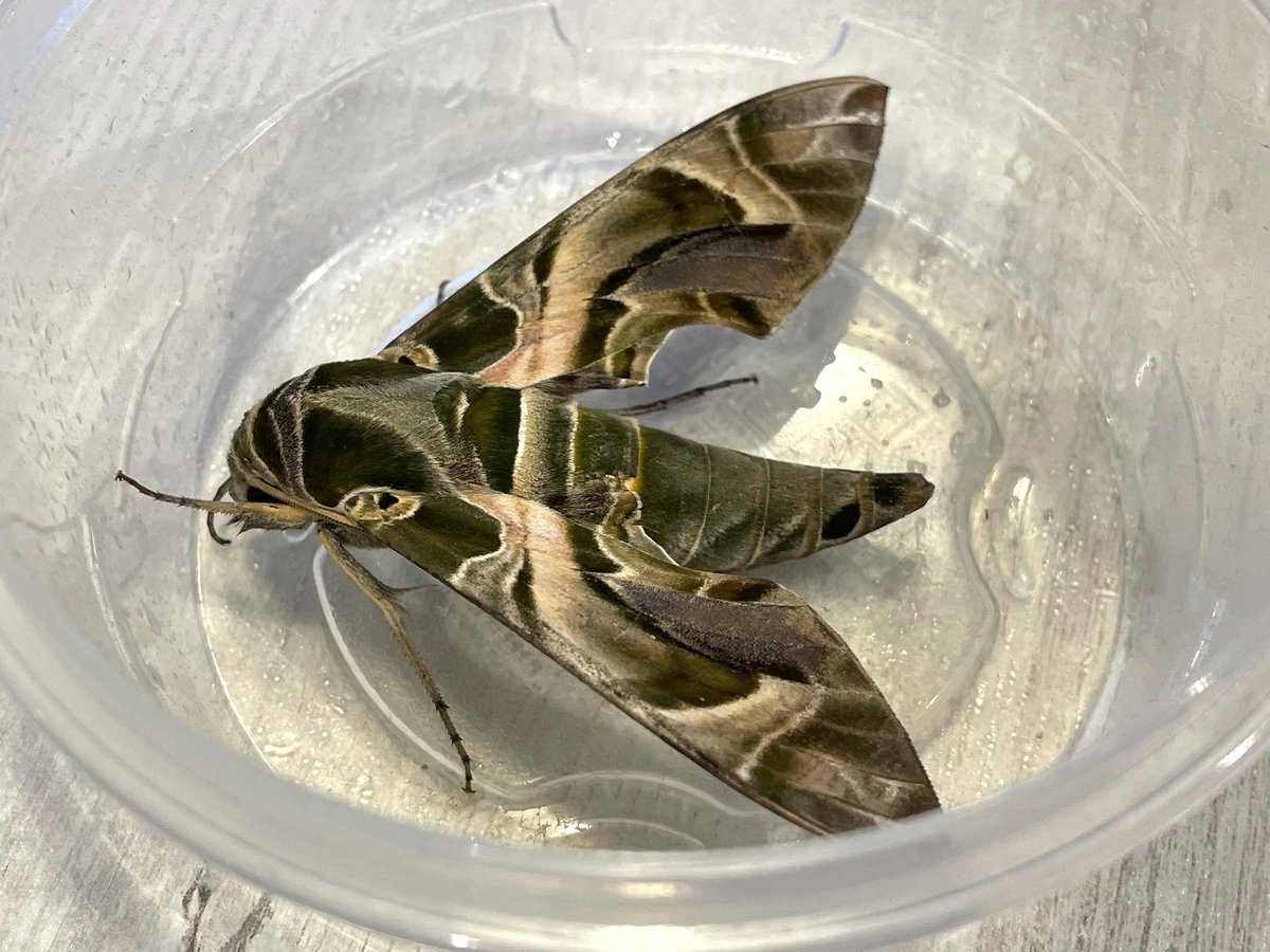 More of the Oleander Hawk-moth #VC3 Exmouth @BCDevon @MigrantMothUK @BritishMoths