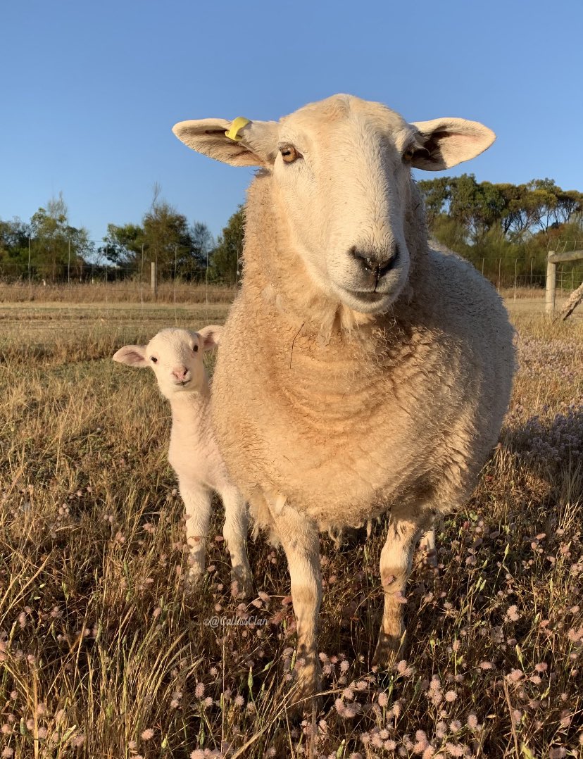 CallissClan's tweet photo. The photographer’s dream team, #June & #Jim
#JimSpam #JimBug #Lambies2023 https://t.co/zliluegMw6