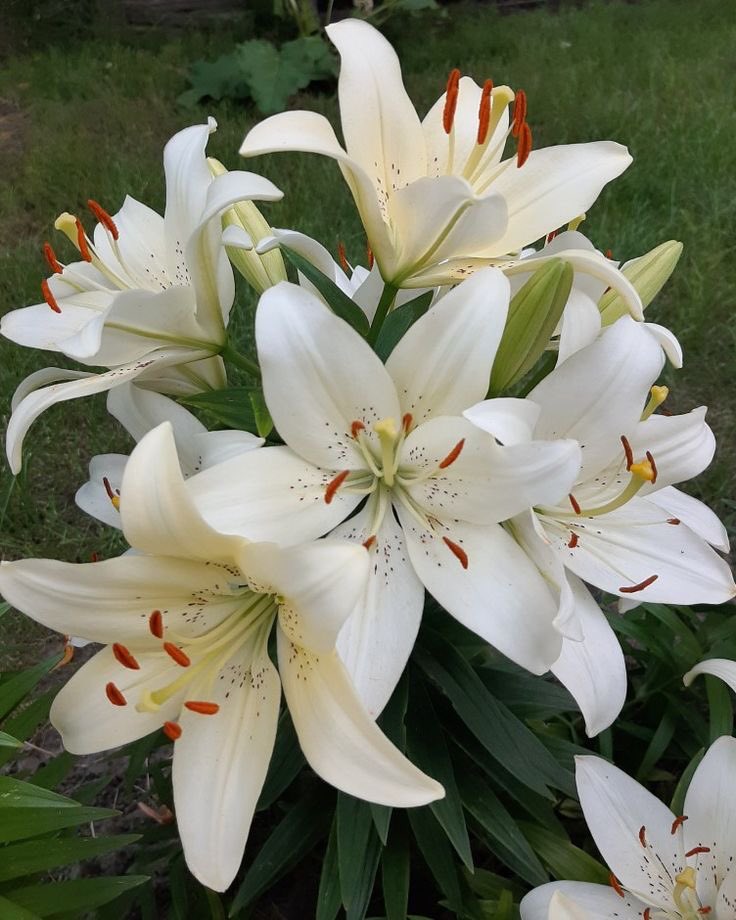 giometrydashh's tweet photo. astromelias, stargazers, lilies y hortensias https://t.co/CKcErg7Wfx