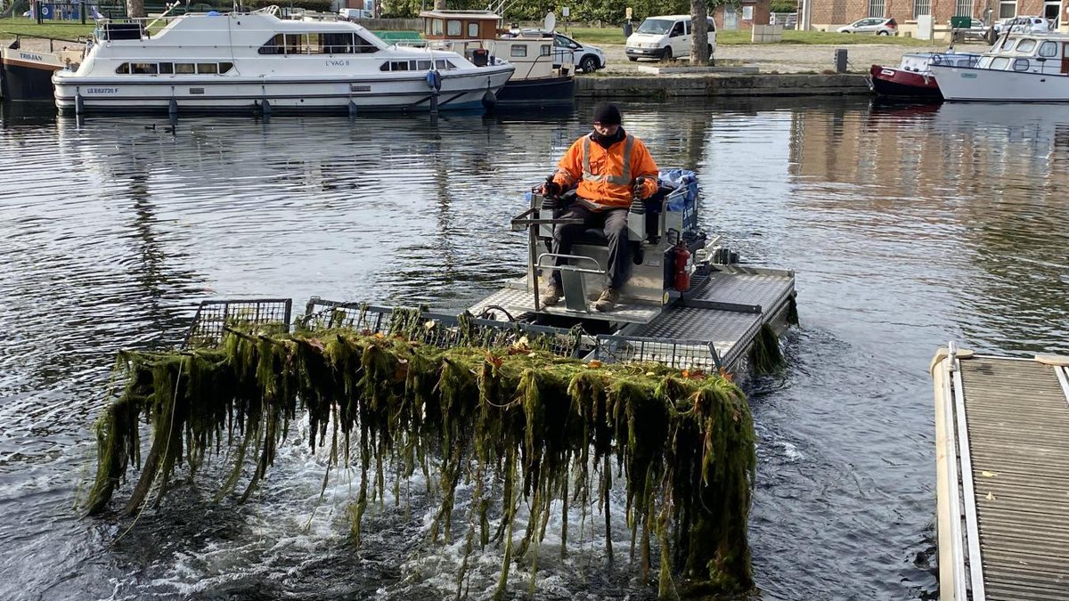 C’est quoi cette plante exotique qui envahit le port de Cantimpré à #Cambrai ? lavoixdunord.fr/1386200/articl…
