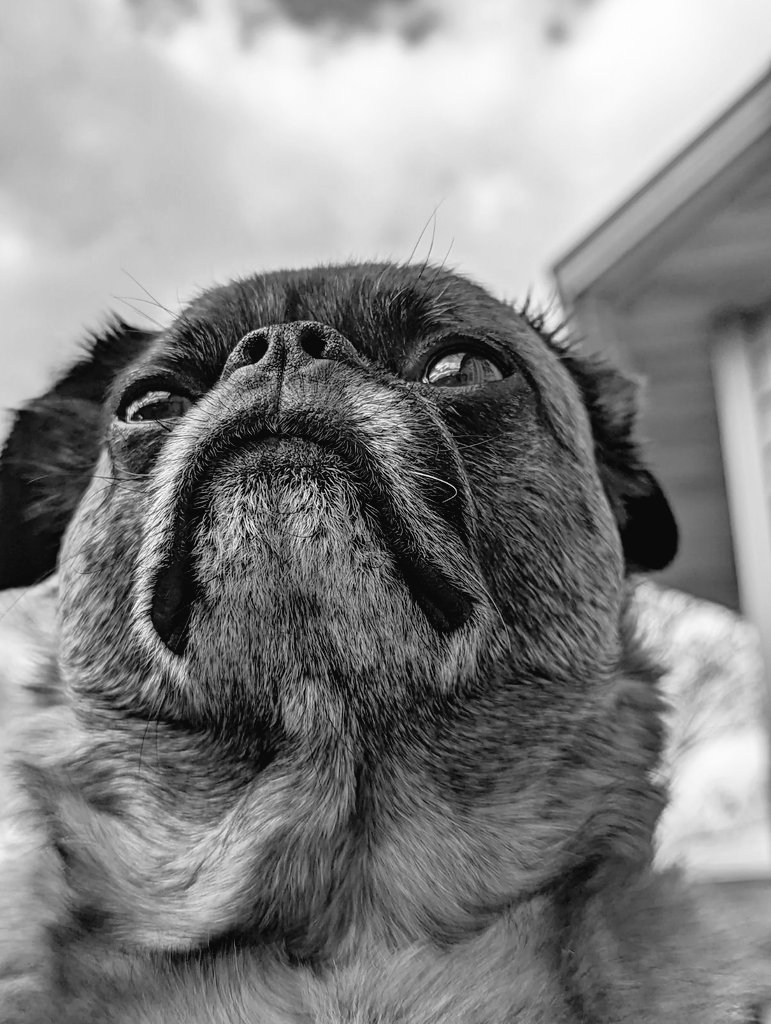LittleMacroBear's tweet photo. What a majestic creature #scuzz https://t.co/stUjUxDIbC