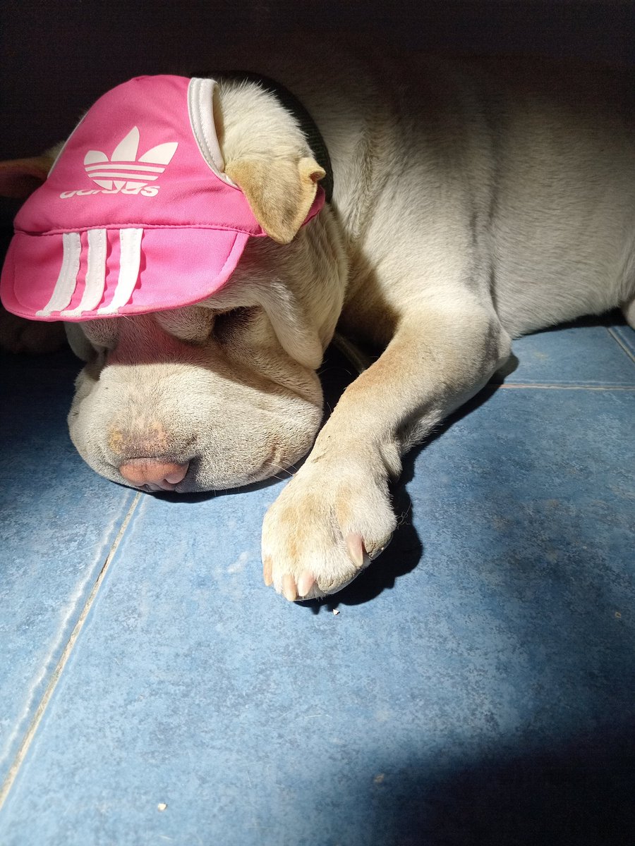 clorybaigo's tweet photo. Mi sobrino perruno mimoso con gorrita prestada! https://t.co/urkVIK4x5n