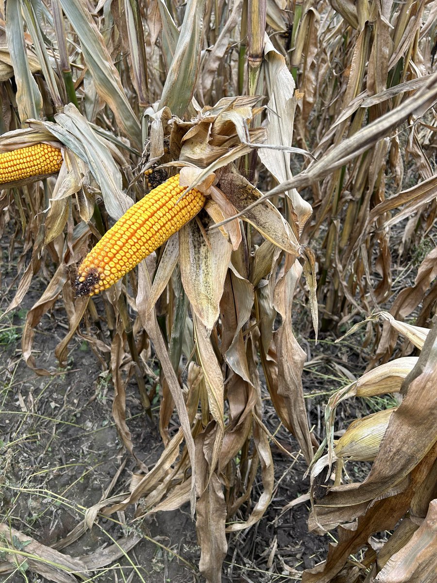 Steph Chabbert tweet media