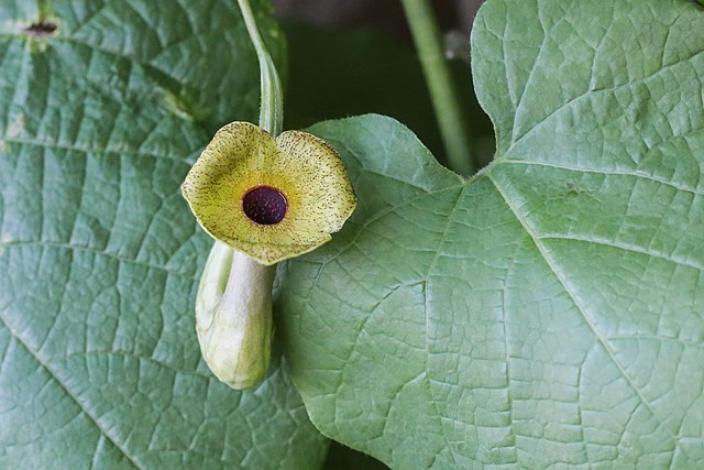 WildOnesNatives's tweet photo. Good thing smell-o-vision isn't installed yet!
Dutchman’s pipe (Aristolochia macrophylla), native to eastern United States, has flowers that reportedly smell like rotten meat to lure and imprisons pollinators before releasing them. #freakyflora https://t.co/DdFmEog05G