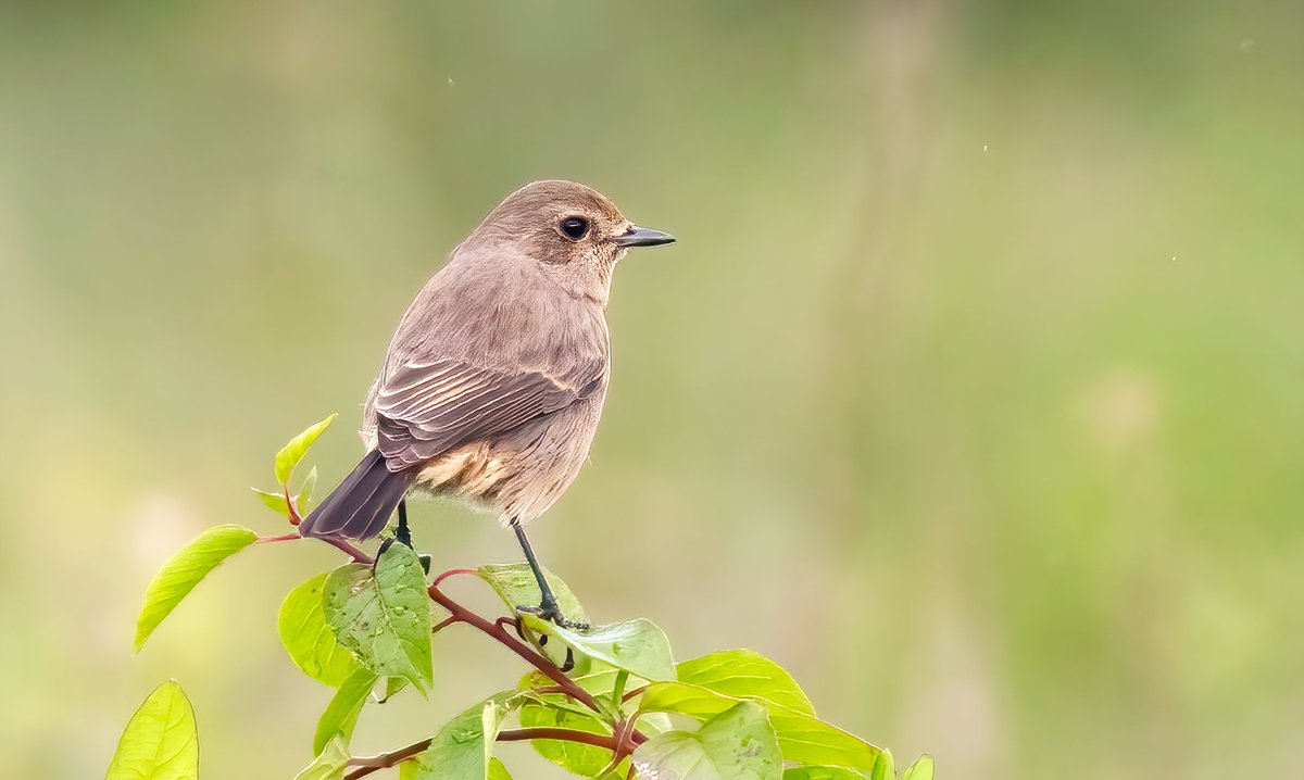 Pied Bushchat, Saxicola caprata photographed at Chorokhi Delta, Batumi, photo by Marc Heetkamp - the 1st record for Georgia