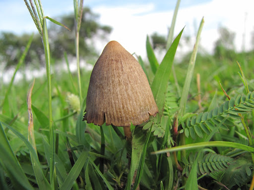 Magic mushrooms have garnered attention for their capacity to influence the default mode network (DMN) in the brain. The neurological reaction to certain mushrooms is reshaping science’s understanding of mental health treatments! #NeuroScience #MagicMushrooms