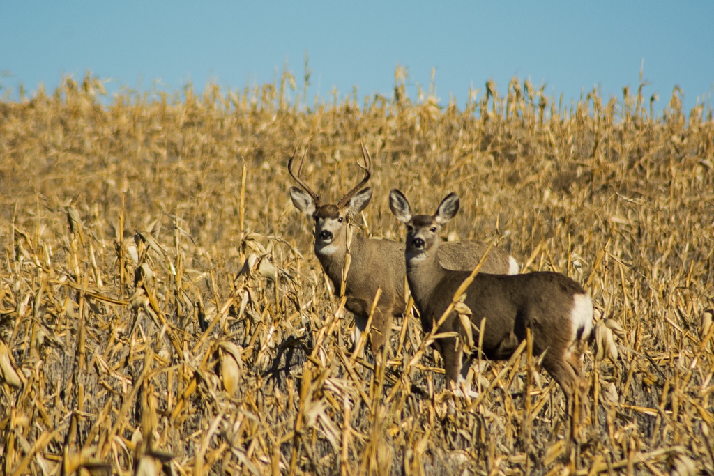 NEMTTOURISM's tweet image. Well, hey there! Wildlife sightings in Northeast Montana are always exciting, but the fall is particularly special.

📷 instagram.com/ken_ploudre

#MissouriRiverCountry #NortheastMontana #MoreRoomToRoam #TravelMontana #ExperienceMontana #406 #LastBestPlace