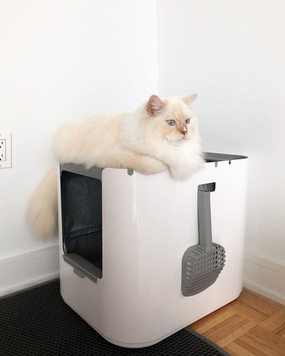 Modkat's tweet photo. Designed with both feline and human comfort in mind, it's no wonder our customers can't get enough of our XL litter box 🐾. 

Shop now at https://t.co/fmNdhdu4bo #Modkat

📸: @bobi_wawa https://t.co/eRwGalm0up