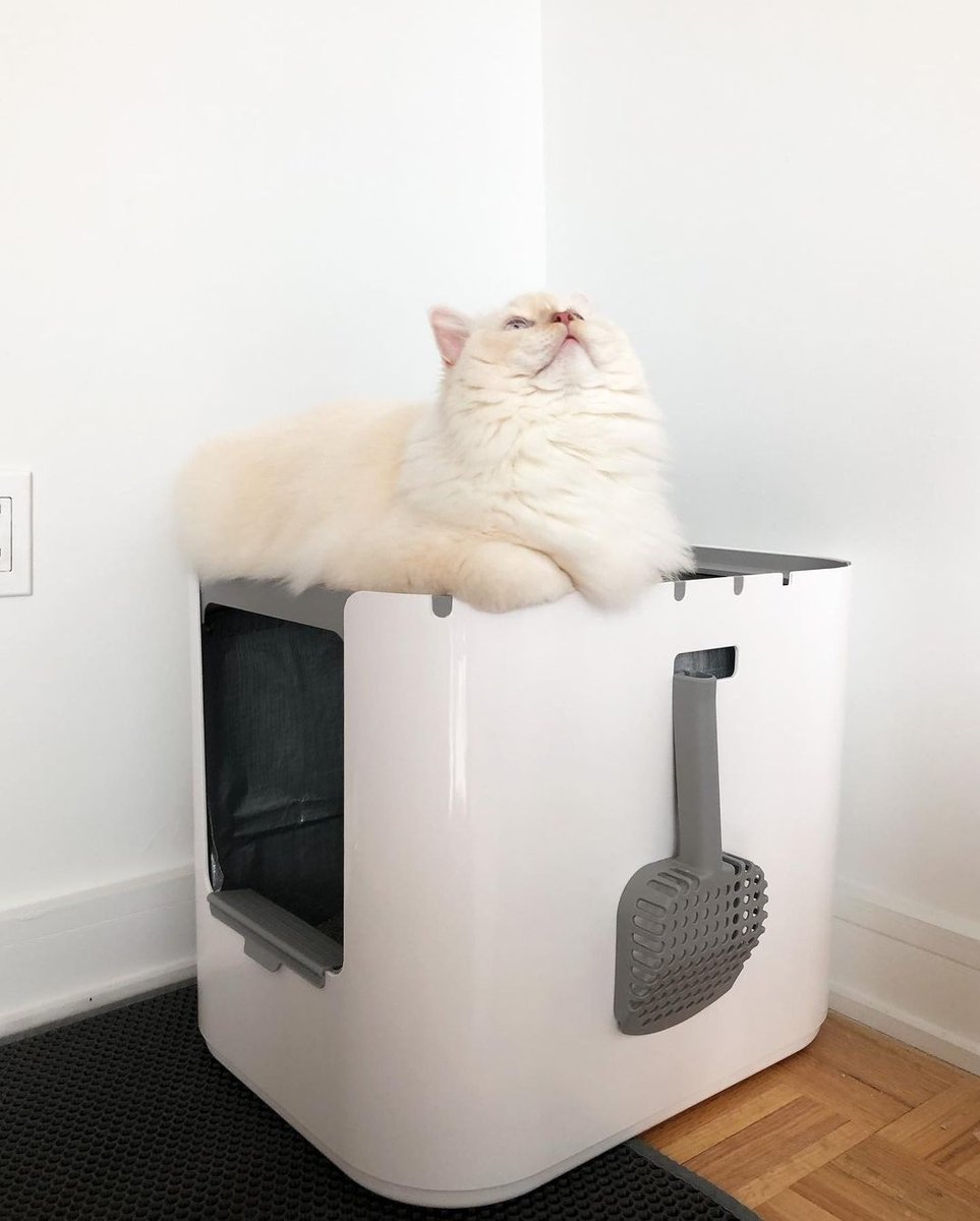 Modkat's tweet photo. Designed with both feline and human comfort in mind, it's no wonder our customers can't get enough of our XL litter box 🐾. 

Shop now at https://t.co/fmNdhdu4bo #Modkat

📸: @bobi_wawa https://t.co/eRwGalm0up