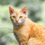 Photo by Young-Williams Animal Center (@YWACpets)