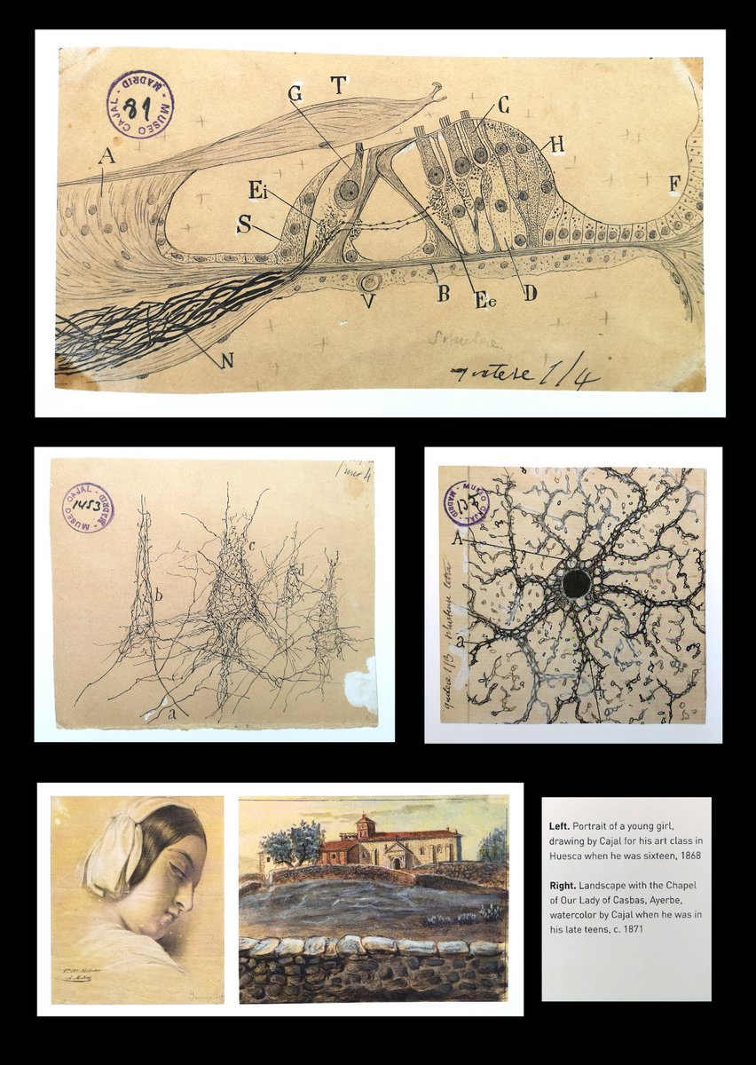 jwild70979337's tweet photo. Tal día como hoy en 1934 falleció Santiago Ramón y Cajal, Premio Nobel de Fisiología y Medicina en 1906 y padre de la Neurociencia. 
En Huesca aprendió la técnica del dibujo con el Profesor León Abadías.
#getNeuro
@ryc_ayerbe https://t.co/npSaZT9iMt