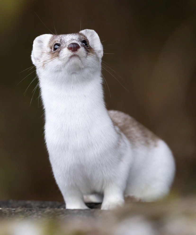 daily stoat! tweet media