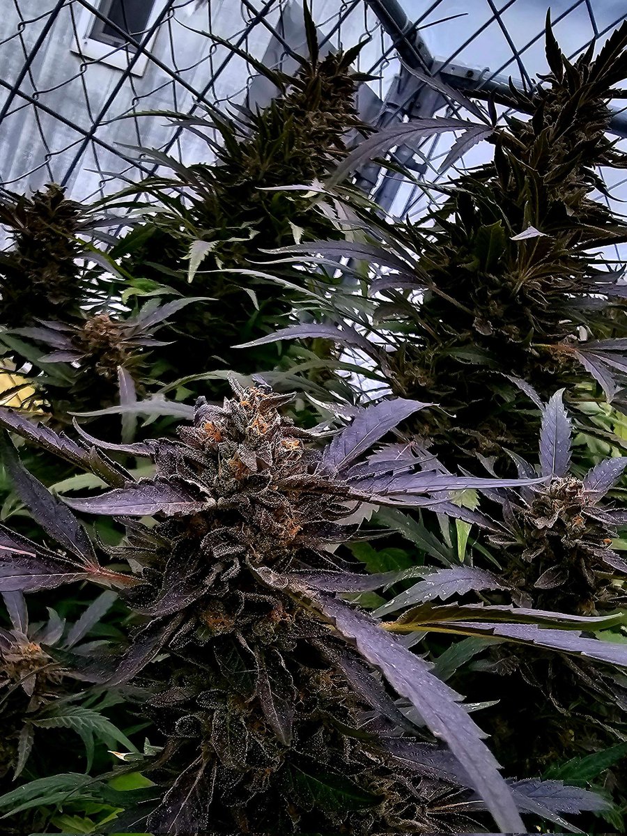 walipinibank's tweet image. Prom night growing outdoors by one of our discord members check out more from our canna-munity @walipini discord.gg/walipini 
 #gotweed #femseeds #homegrower
#growyourown #wegrowtrees #420flower #420community 
#cannabisismedicine #weedmob #cannabissocietys #cannabislifestyle