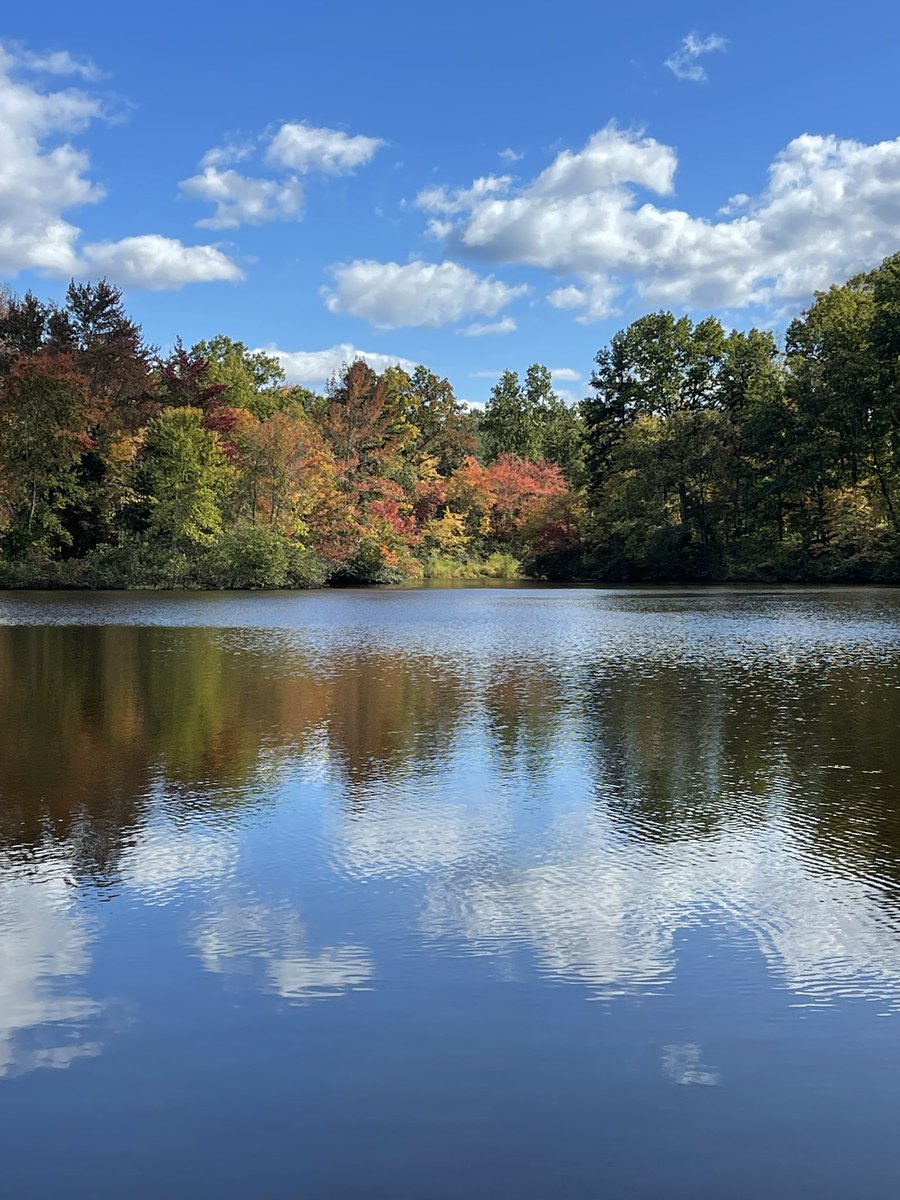 Holguinc_'s tweet photo. I had a blast on Sunday at the Kennedy tree farm, wrapping up this year's field season for the long-term project investigating turtle populations in the area while also getting the chance to help @KevinHamed1 mentor a few students. https://t.co/F9hx5PG61m