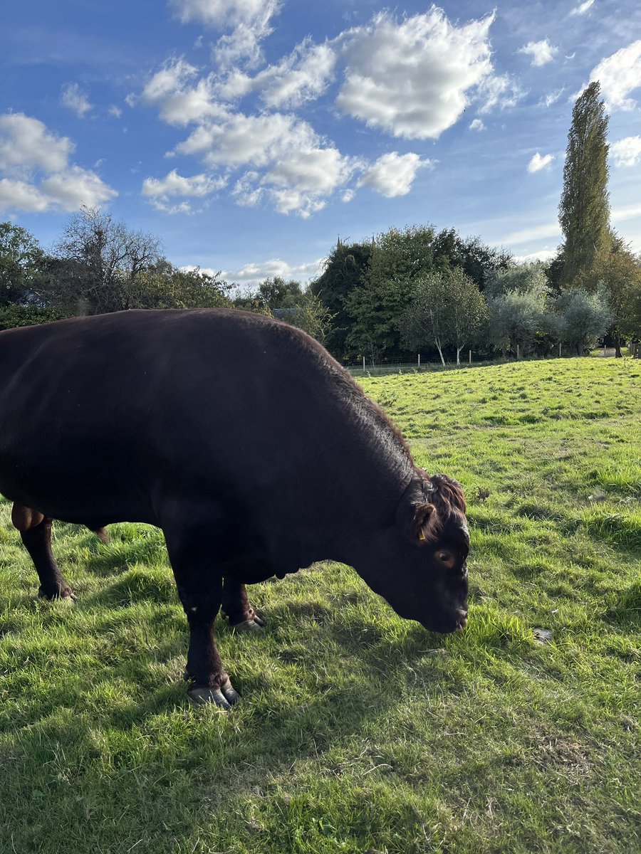 Landscape History (@uea_landscape) on Twitter photo Exploring the architecture of a medieval parish church today with our third year students, who have done a great building survey inside and out! And a close encounter with this splendid bull in the field next door (who was not at all interested in us) Exploring the architecture of a medieval parish church today with our third year students, who have done a great building survey inside and out! And a close encounter with this splendid bull in the field next door (who was not at all interested in us)