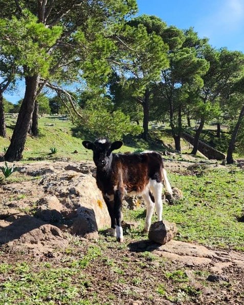 Atom Heart Nature
#morocco #cloud #sky #mountain #naturallandscape #world #highland #vegetation #water #landscape #morning #grass