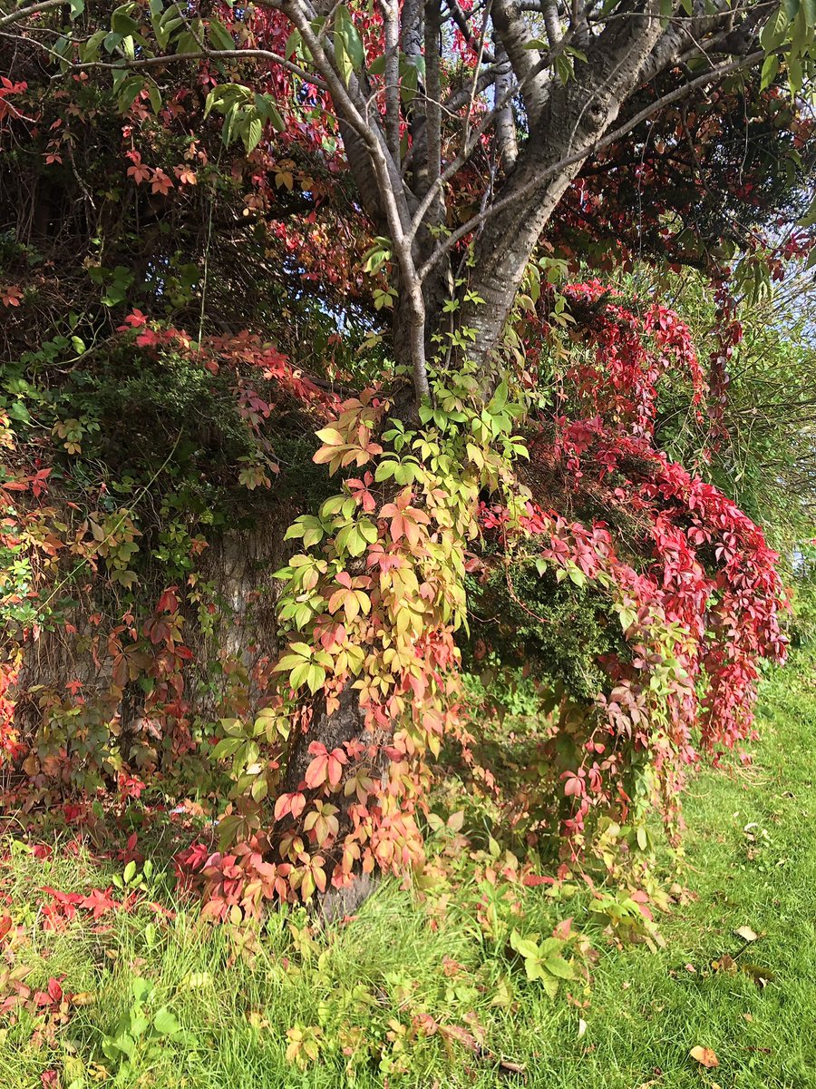 Beautiful shades of autumn 
for #TreeTrunkTuesday 🪵🍁🍃

There is a tree trunk underneath 
all those leaves . . . 
Believe me! 😉👉🤣😂

📸 Me ~ Today! 🧡