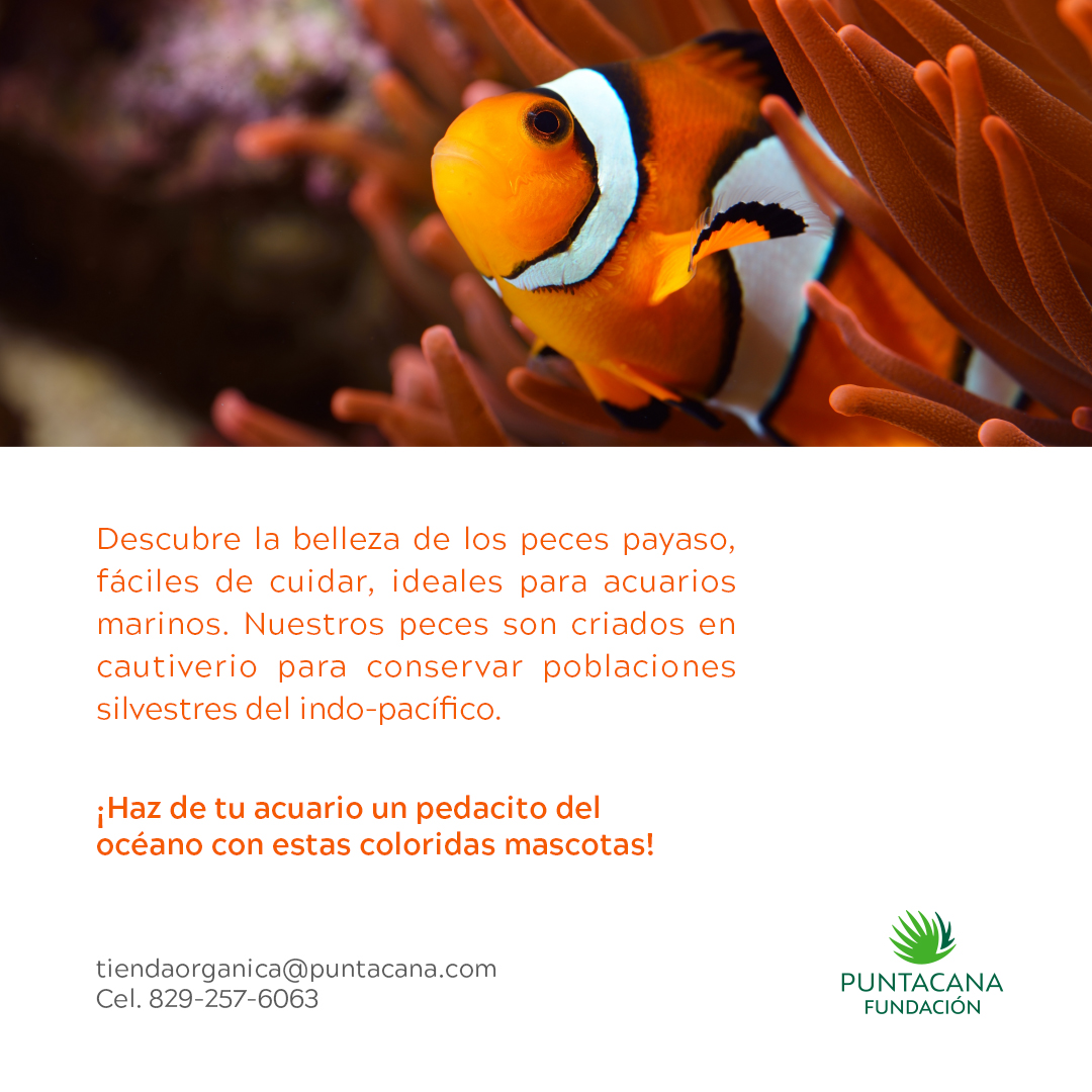 ¡Descubre la belleza del Pez Payaso (Amphiprion ocellaris)! En la Fundación Puntacana, te ofrecemos ejemplares criados en nuestro vivero de peces ornamentales, totalmente adaptados para una vida en cautiverio.