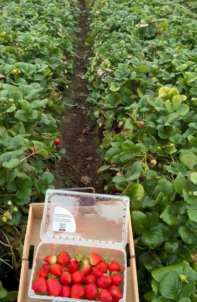 UFWupdates's tweet image. Humberto labors harvesting strawberries in Salinas, CA. He shares: Working in the fields is very difficult. Extreme weather makes it even harder.  We are expected to labor in the heat, the cold, during rainy slippery days and even during wildfires when the air is bad. #WeFeedYou