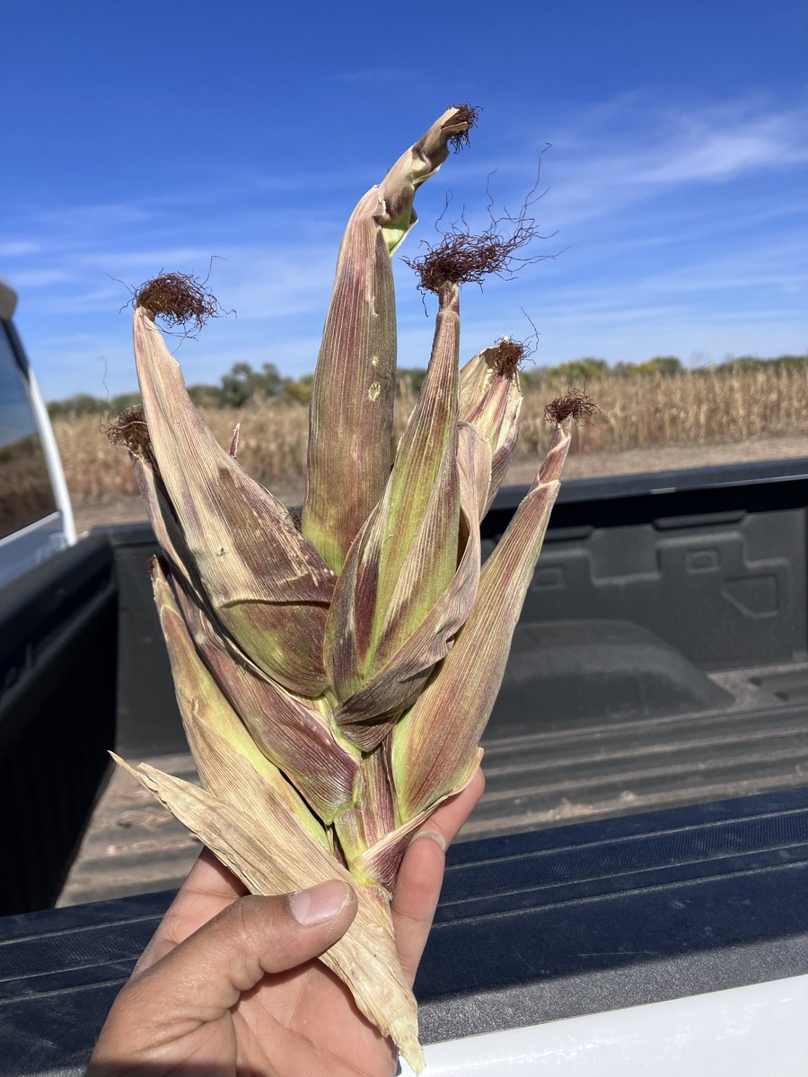 James Schnable tweet media